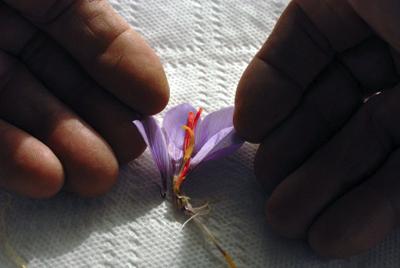 saffron harvest