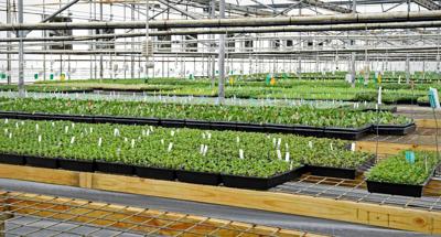 Green Leaf Plants