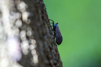Spotted lanternflies in Manheim Twp