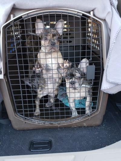 French bulldog puppies 2