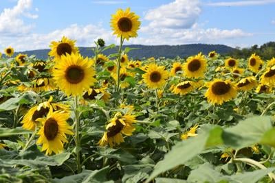 H-Sunflowers-1.jpg