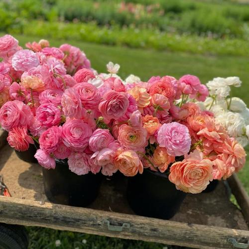 Ranunculus