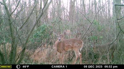 Antlerless deer